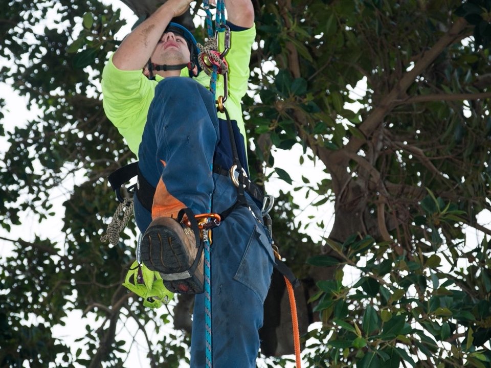 Qualified arborist working in a mature tree during a property survey in Isle of Wight