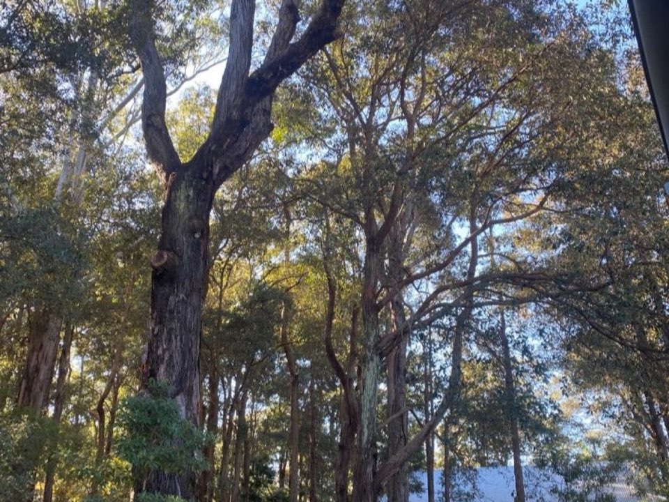 Mature trees in Isle of Wight parkland with a property visible in the background